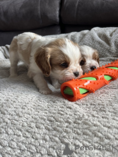 Photo №1. cavalier king charles spaniel - à vendre en ville de Техас Крик | 446€ | Annonce №143851