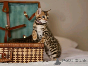 Photo №3. Vi har några söta kattungar refaire pour l'adoption. J'ai vu que vous étiez. Allemagne