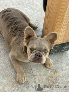 Photo №4. Je vais vendre bouledogue en ville de Belgrade. éleveur - prix - 2500€