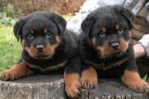 Photo №1. rottweiler - à vendre en ville de Prague | Gratuit | Annonce №124133