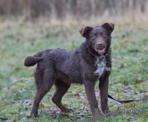 Photo №1. chien bâtard - à vendre en ville de Москва | Gratuit | Annonce №30273