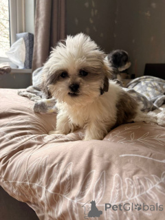 Photo №3. Apprenez à connaître notre Shih-Tzu-Welpen, die ein Zuhause suchen.. Allemagne