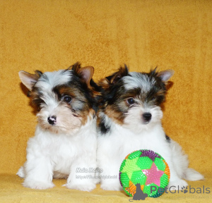 Photo №2 de l'annonce № 167229 de la vente biewer yorkshire terrier - acheter à Georgia annonce privée, de la fourrière, éleveur