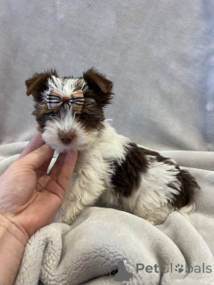 Photo №4. Je vais vendre chien bâtard en ville de Erftstadt. éleveur - prix - 380€