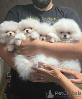 Photos supplémentaires: Chiots Spitz poméranien blanc