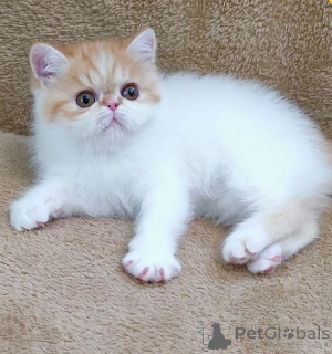Photo №1. exotic shorthair - à vendre en ville de Bregenz | 350€ | Annonce № 171171
