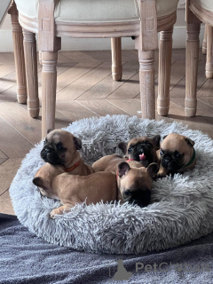 Photo №1. bouledogue - à vendre en ville de Paris | Gratuit | Annonce №167144