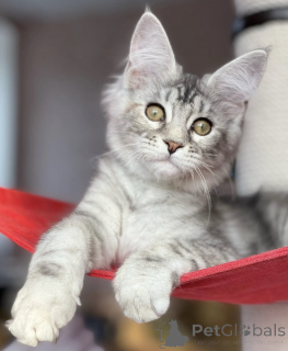 Photo №1. maine coon - à vendre en ville de Baden-Baden | 990€ | Annonce № 163471