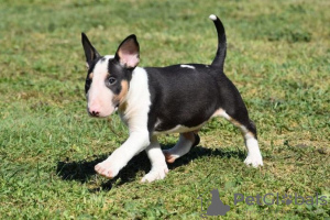 Photo №1. bull terrier - à vendre en ville de Vantaa | Gratuit | Annonce №129368