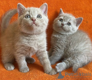 Photo №3. Серые британские короткошерстные котята на усыновление. USA