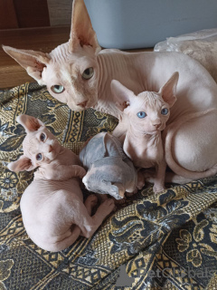 Photo №1. sphynx - à vendre en ville de Tbilissi | 436€ | Annonce № 166409