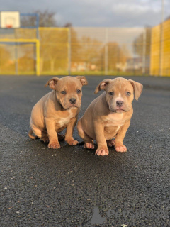 Photo №3. Chiots bouledogue américain. Belgique
