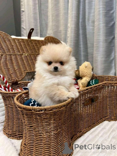 Photo №2 de l'annonce № 165641 de la vente  - acheter à Australie 