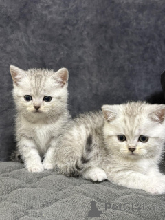 Photo №4. Je vais vendre scottish straight en ville de Minsk. éleveur - prix - 141€