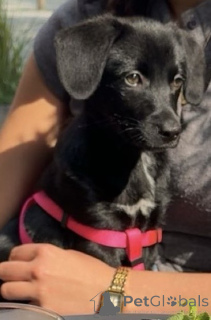 Photo №1. labrador retriever - à vendre en ville de Kaunas | Gratuit | Annonce №142949