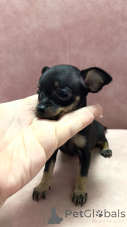 Photo №2 de l'annonce № 136931 de la vente petit chien russe - acheter à Georgia annonce privée