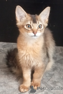 Photo №2 de l'annonce № 141243 de la vente  - acheter à La Lettonie éleveur