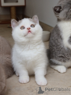 Photo №2 de l'annonce № 171103 de la vente british shorthair - acheter à Allemagne éleveur