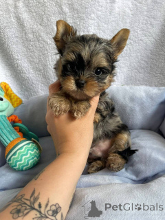 Photo №1. yorkshire terrier - à vendre en ville de Helsinki | 550€ | Annonce №163780