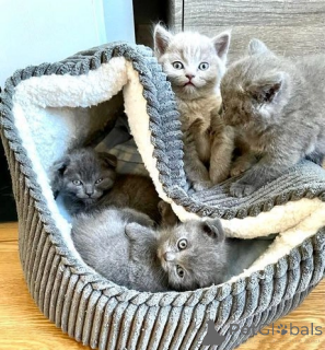 Photo №4. Je vais vendre scottish fold en ville de Asheville.  - prix - 291€
