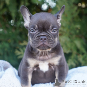 Photo №1. bouledogue - à vendre en ville de Berlin | 400€ | Annonce №166550