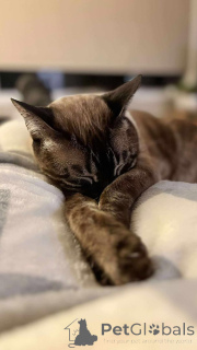 Photo №3. Adorables chatons du Bengale pour adoption. Belgique