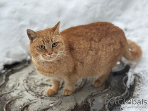 Photo №2 de l'annonce № 127183 de la vente  - acheter à Fédération de Russie annonce privée