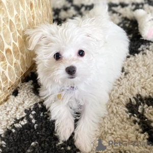 Photo №4. Je vais vendre bichon maltais en ville de Vilnius. annonce privée, éleveur - prix - 750€