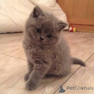 Photo №1. british shorthair - à vendre en ville de Chester | négocié | Annonce № 173789