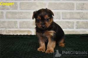 Photo №4. Je vais vendre chien bâtard en ville de Вентура. annonce privée - prix - négocié