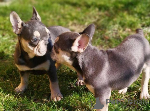 Photo №2 de l'annonce № 137553 de la vente bouledogue - acheter à Suisse 