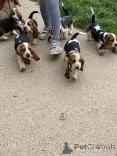 Photo №1. basset hound - à vendre en ville de Hannover | 450€ | Annonce №149747