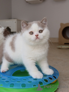 Photo №4. Je vais vendre british shorthair en ville de Munich. éleveur - prix - négocié