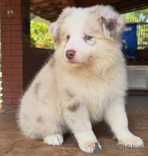 Photo №3. Votre compagnon idéal attend les chiots Border Collie. Allemagne
