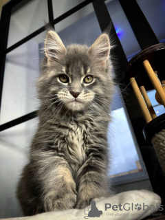 Photo №2 de l'annonce № 97949 de la vente maine coon - acheter à L'Autriche annonce privée