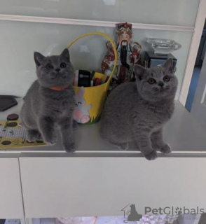 Photo №1. british shorthair - à vendre en ville de Würzburg | 350€ | Annonce № 108589