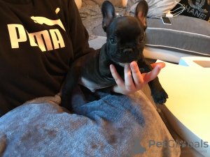 Photo №4. Je vais vendre bouledogue en ville de Duisburg. éleveur - prix - 350€