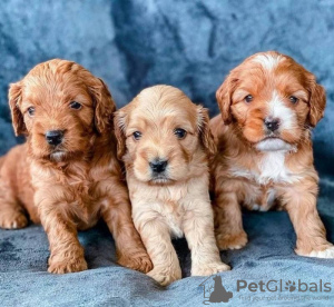 Photo №1. cocker spaniel anglais - à vendre en ville de Франкфурт-на-Майне | 450€ | Annonce №127268