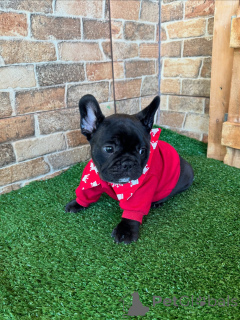 Photo №1. bouledogue - à vendre en ville de Munich | négocié | Annonce №163618