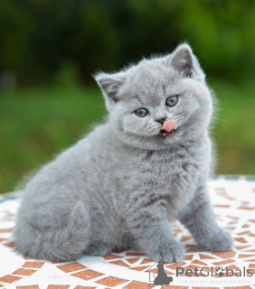 Photo №2 de l'annonce № 176648 de la vente british shorthair - acheter à Italie annonce privée