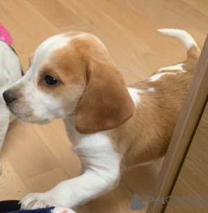 Photo №2 de l'annonce № 173050 de la vente beagle - acheter à Belgique annonce privée, éleveur