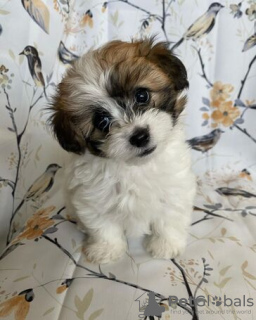 Photo №2 de l'annonce № 95073 de la vente shih tzu - acheter à Allemagne annonce privée