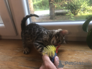 Photo №4. Je vais vendre bengal en ville de Varsovie. annonce privée, éleveur - prix - négocié