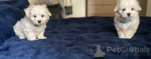 Photo №1. bichon maltais - à vendre en ville de Fracasse | 250€ | Annonce №156387