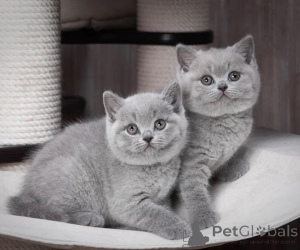 Photo №1. british shorthair - à vendre en ville de Bernkastel-kues | 400€ | Annonce № 172232