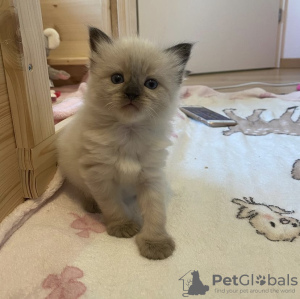 Photo №3. Chaton Ragdoll. Allemagne