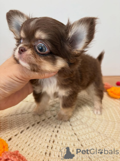 Photo №1. chihuahua - à vendre en ville de Mauvaise vilbel | 250€ | Annonce №173822