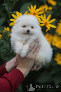Photo №3. Chiot, Spitz de Poméranie ! Ours du Nord en miniature chez vous !. Biélorussie