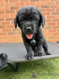 Photo №2 de l'annonce № 171284 de la vente labrador retriever - acheter à Danemark éleveur