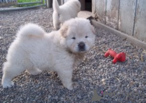 Photo №2 de l'annonce № 154151 de la vente chow-chow - acheter à Allemagne annonce privée